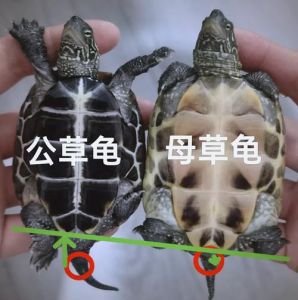 小青龟和草龟的区别_体型壳色饲养环境