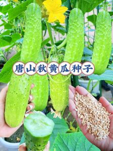 秋黄瓜种子耐热耐寒品种_秋黄瓜高产种植技巧