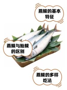 燕鱼鲅鱼对比图片_渤海黄海常见经济鱼，肉质鲜美需保护