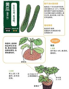 速成黄瓜几天成熟_黄瓜四期管理促丰收，补水低脂助消化，控重美肤佳品