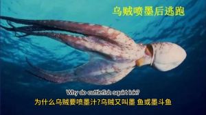喷墨汁的是什么鱼_墨鱼章鱼鱿鱼喷墨高手，生存妙招真神奇！