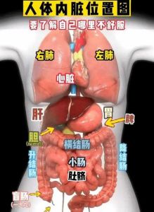 内脏毛肚指的是哪个部位_爽脆口感，涮火锅佳品