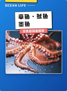 章鱼和鱿鱼墨鱼的区别_章鱼鱿鱼墨鱼怎么分？