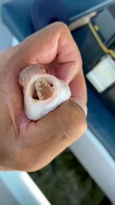 鱼煮熟后寄生虫活着吗_煮熟鱼肉可杀寄生虫，生鱼片风险高，注意烹饪和生熟分开