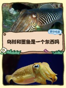 油管博主的生活2乌贼墨汁在哪_模拟真实主播生涯，体验从新手到顶流