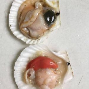 扇贝怎么处理干净_淡盐水浸泡去沙，刷洗开壳保贝柱