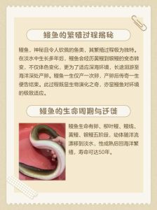 鳗鱼属于鱼类吗_珍稀美味背后的危机